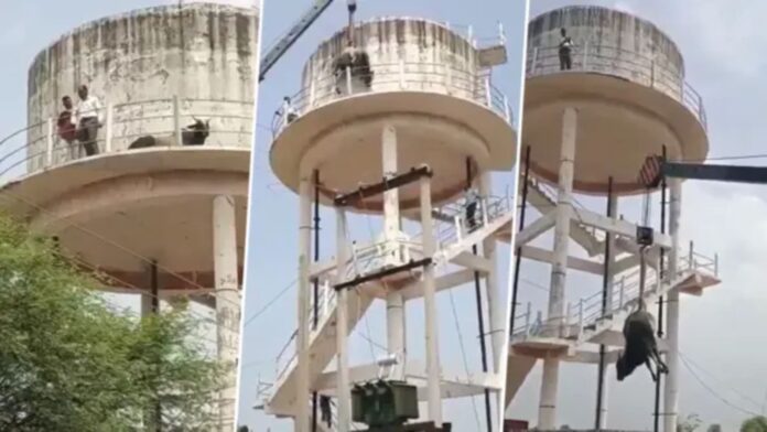 viral-goat-climbs-water-tank-dadooni-village