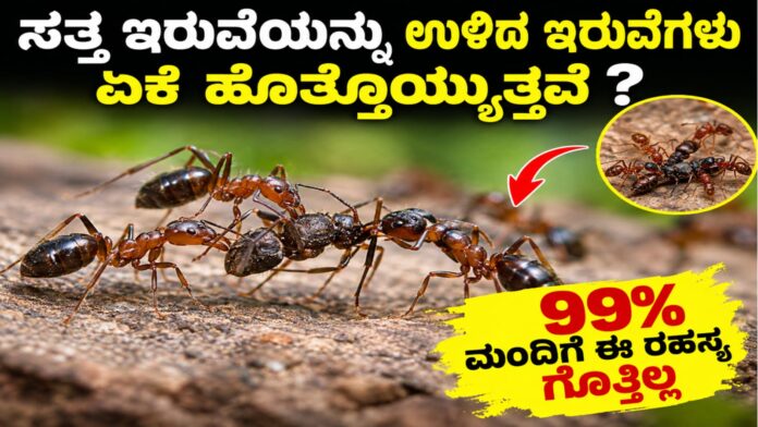necrophoresis-iruvegalu-rahasya-samooha
