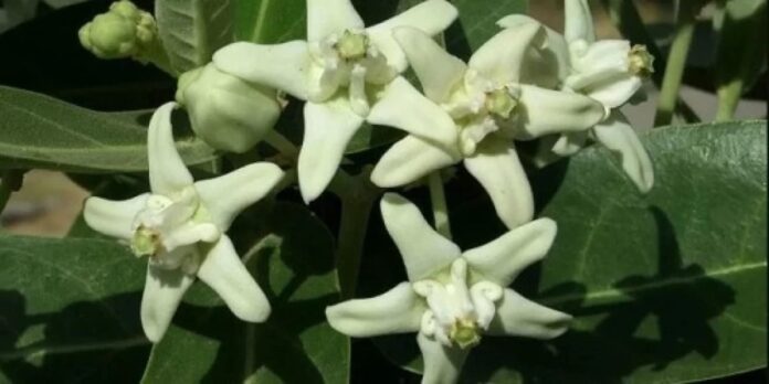 euphorbia-gida-home-vaastu-effects
