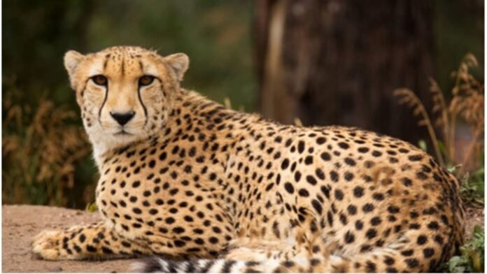 leopard-assault-forest-staff-aravagila-davangere