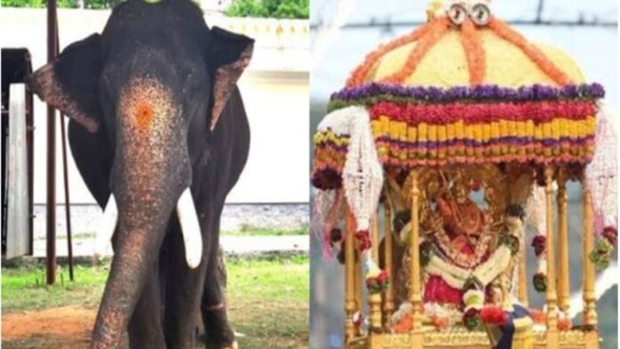 mysore-dasara-dhananjay-chinnada-ambari