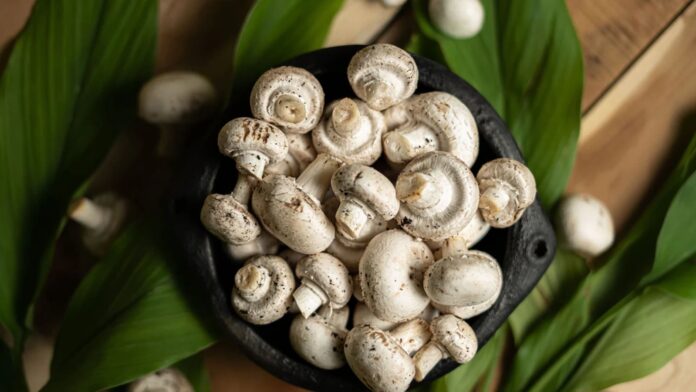 bharatada-mushroom-city-solan